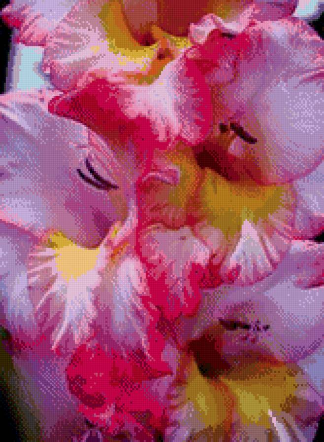 гладиоус - цветы, гладиоус - предпросмотр