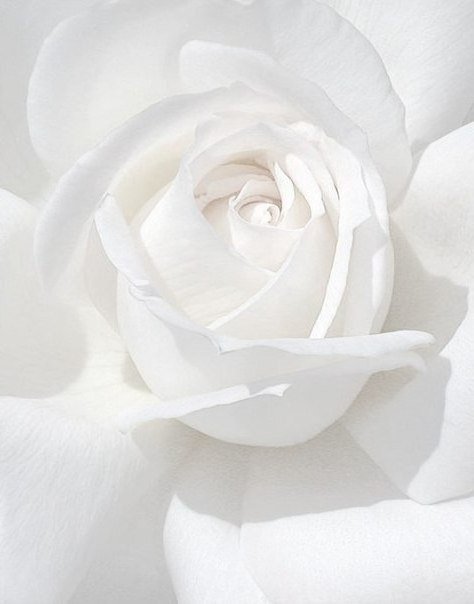 белая роза - роза, цветы - оригинал