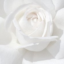 Оригинал схемы вышивки «белая роза» (№653305)