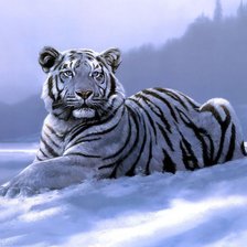 Оригинал схемы вышивки «Белый тигр на снегу» (№653373)
