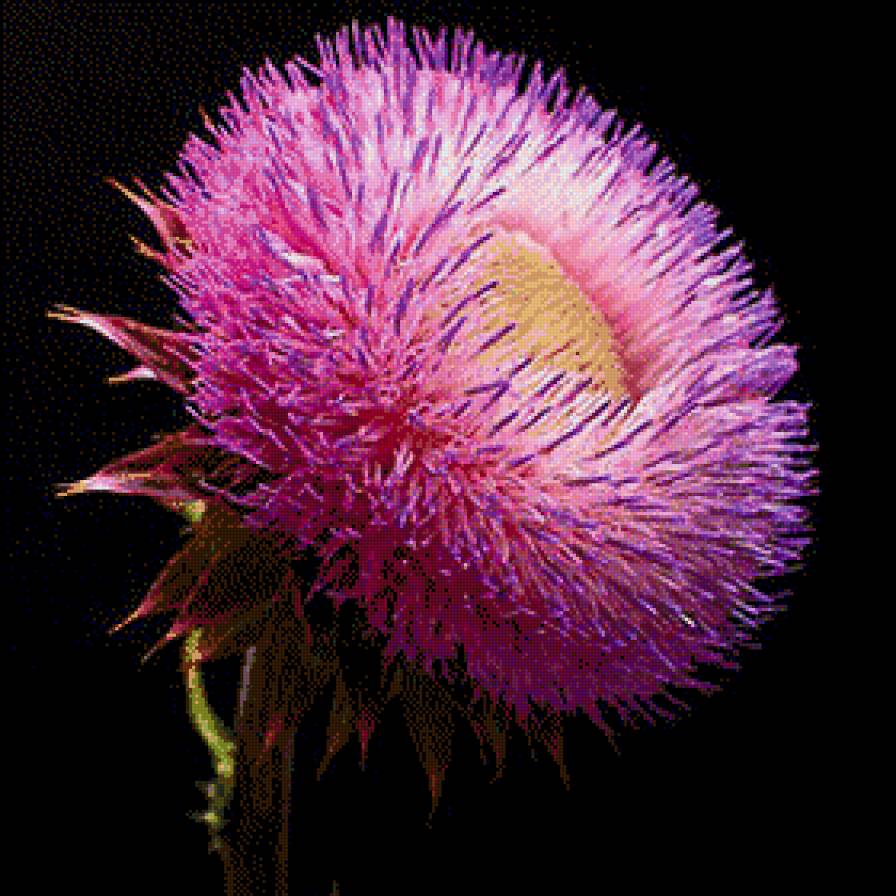 Цветок - фиолетовый, цветок - предпросмотр