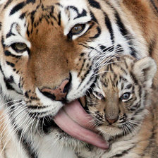 Мама тигр рядом
