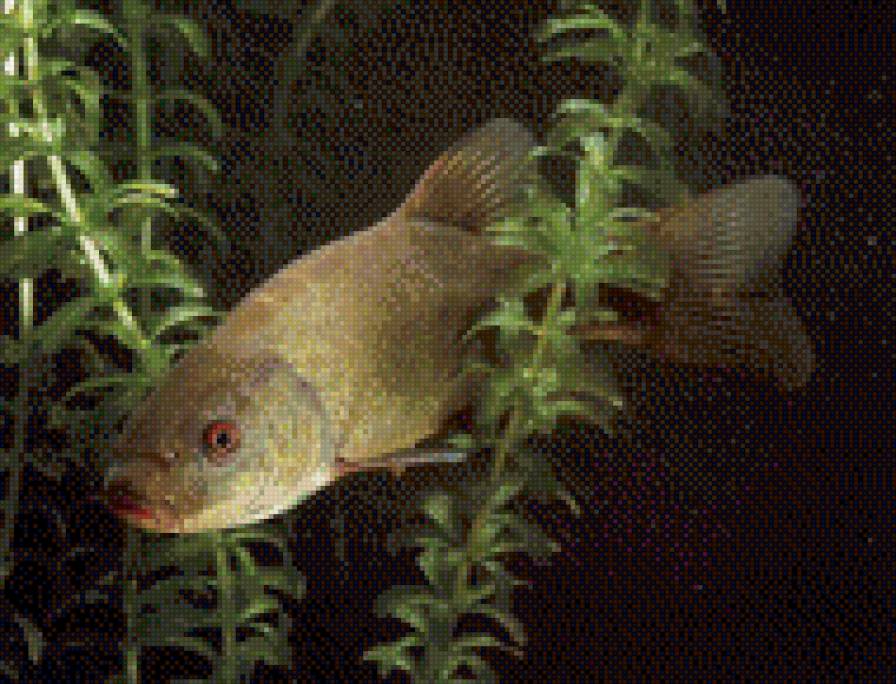 0195 - картина, вода, рыбки - предпросмотр