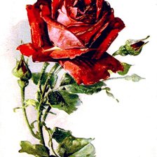 Оригинал схемы вышивки «роза» (№654274)