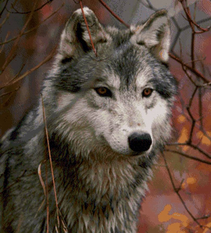 Волк - друг, животное, хищник, новинка - предпросмотр