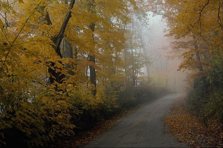 аллея - листва, природа, осень, листья, дорога - оригинал