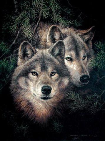 Пара волков - хищники, животные, волки - оригинал