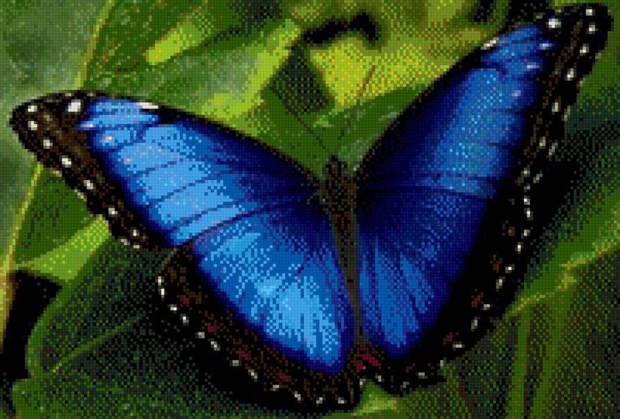 бабочка - бабочка.природа. животные - предпросмотр