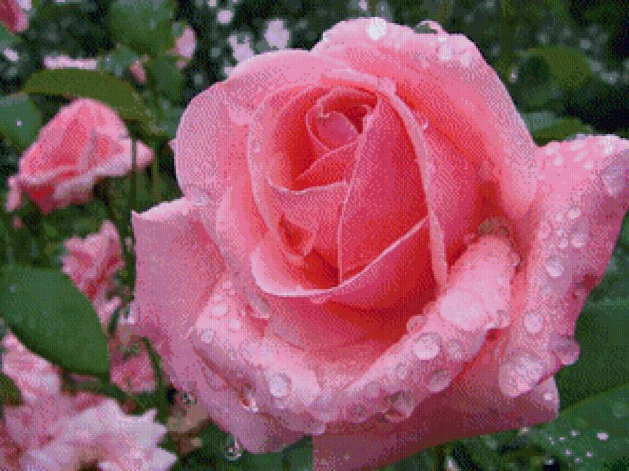 роза - роза цветок природа - предпросмотр