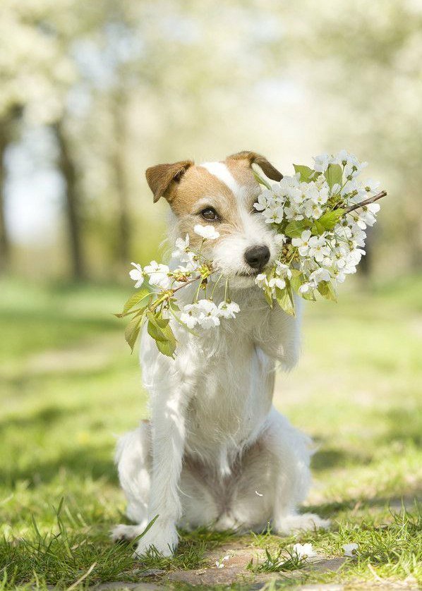 Пес с цветами - цветы, собака, животные - оригинал