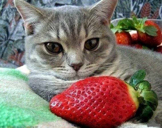 вкусная клубничка - ягода, клубника, кошка - оригинал