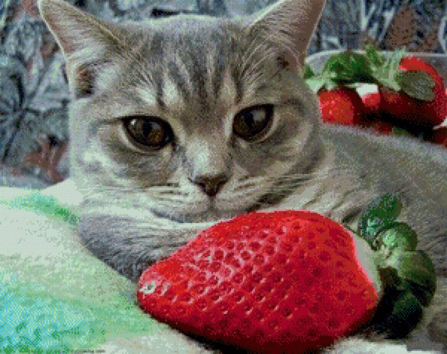вкусная клубничка - клубника, кошка, ягода - предпросмотр