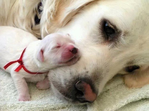 Щенок с мамой - щенок, новорожденный, собака - оригинал