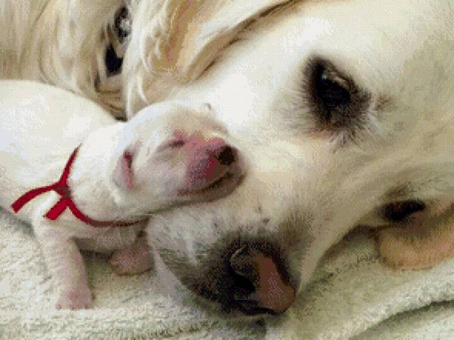 Щенок с мамой - собака, новорожденный, щенок - предпросмотр