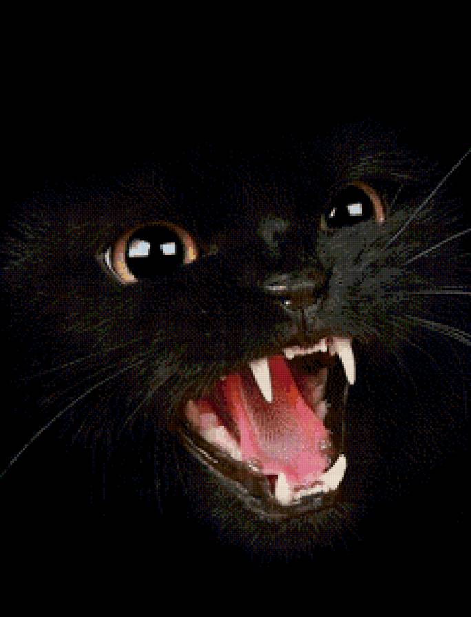 Оскал - черный кот, оскал, котенок - предпросмотр