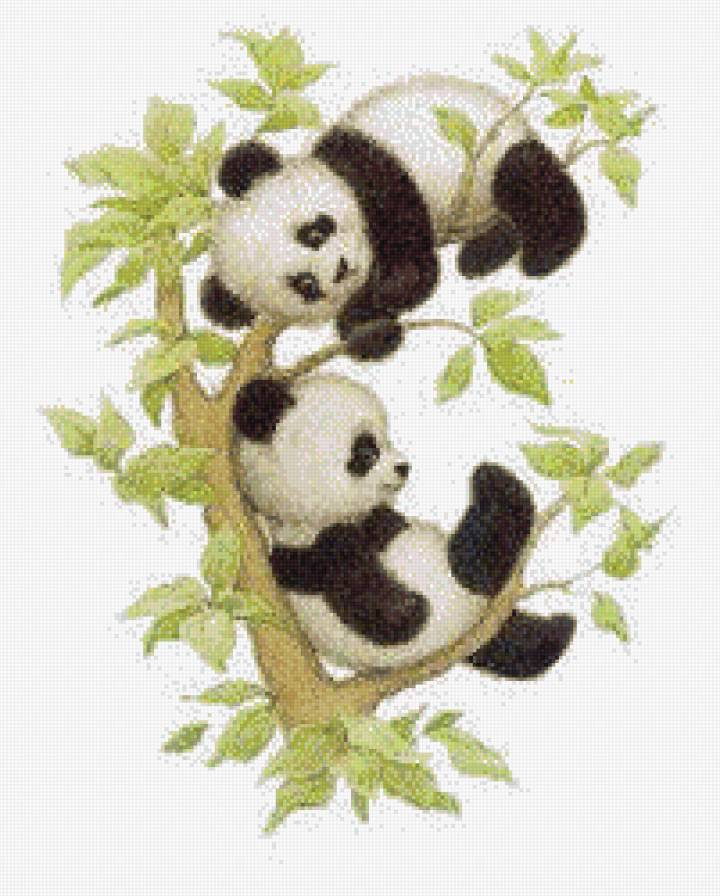 панды - животные - предпросмотр