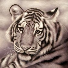 Оригинал схемы вышивки «Белый тигр» (№659528)