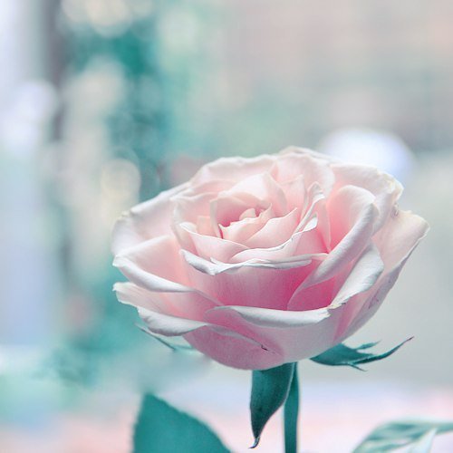 розовая роза - роза, цветы - оригинал