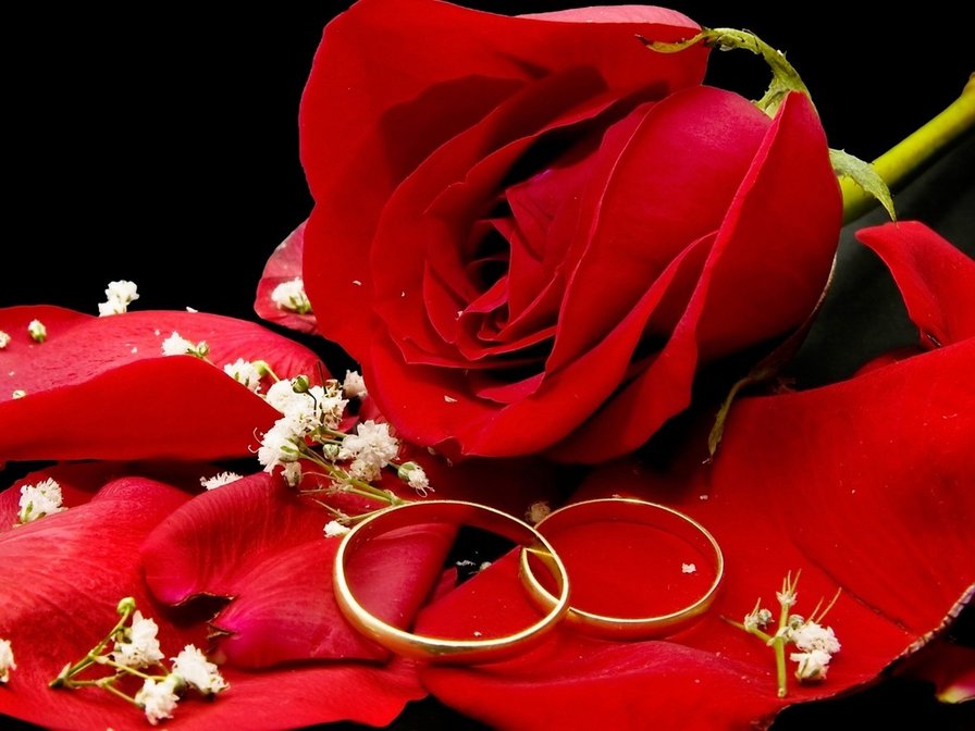 Свадьба - кольца, розы, свадьба - оригинал