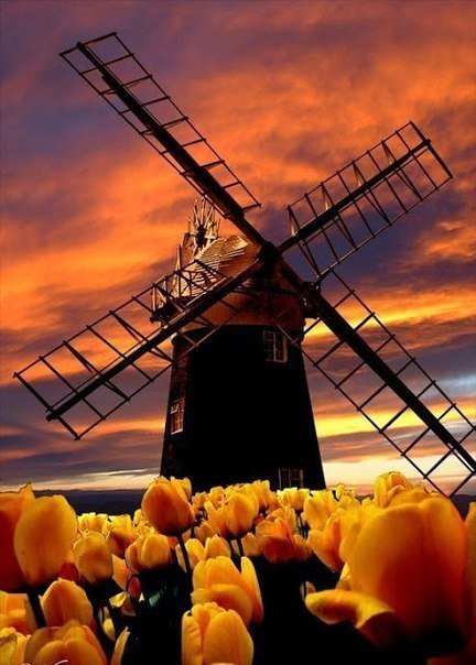 Мельница в тюльпанах - цветы, природа, закат, мельница, тюльпаны, поле - оригинал