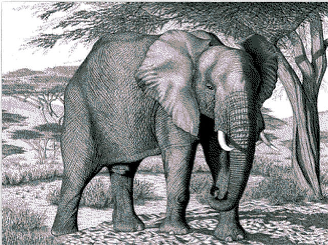 слон - животные, монохром, слон - оригинал