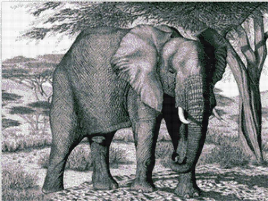 слон - слон, животные, монохром - предпросмотр