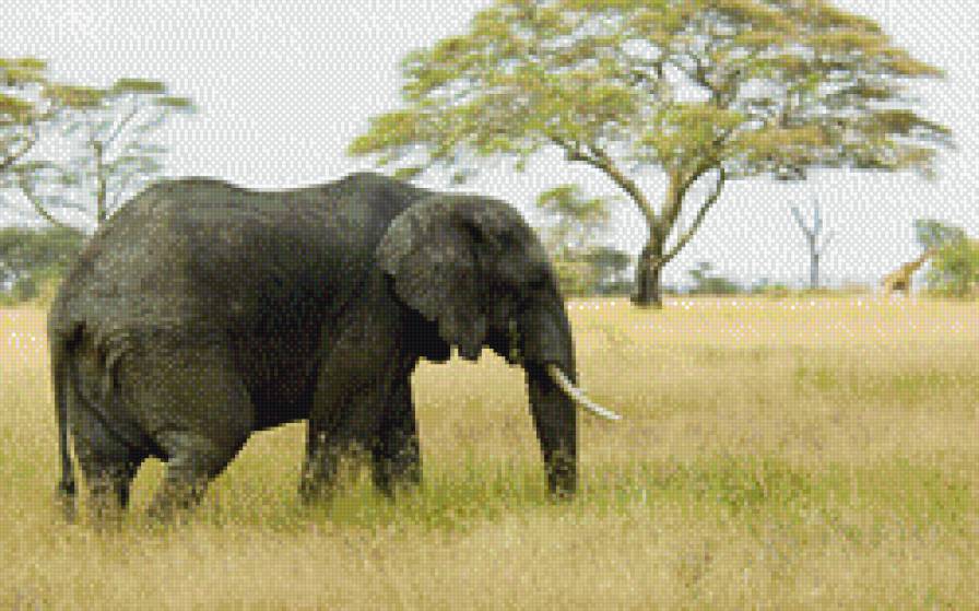 слон - животные - предпросмотр