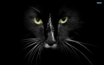 черный кот - кот, животные - оригинал