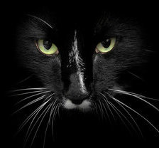 Схема вышивки «черный кот»