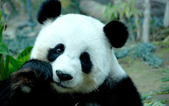 панда - животные - оригинал