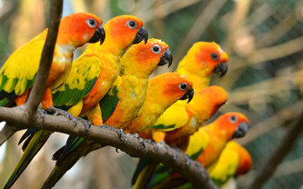 попугаи - птицы - оригинал