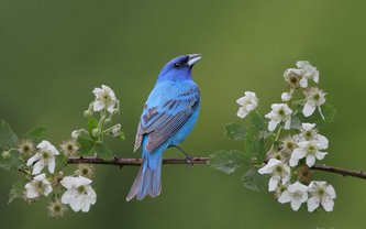 синяя птица - птицы - оригинал