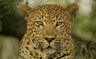 леопард - животные, коты - оригинал