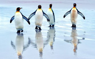 пингвины - птицы - оригинал