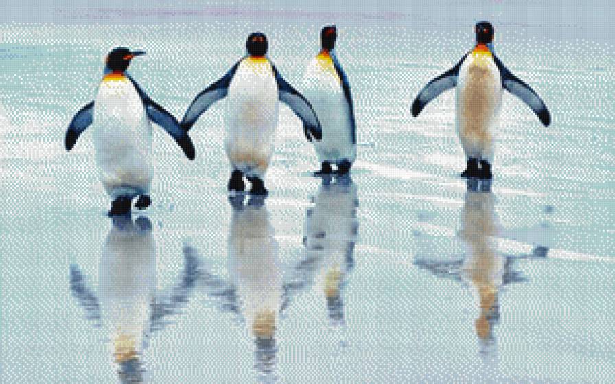 пингвины - птицы - предпросмотр