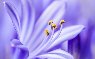 синий цветок - цветы - оригинал