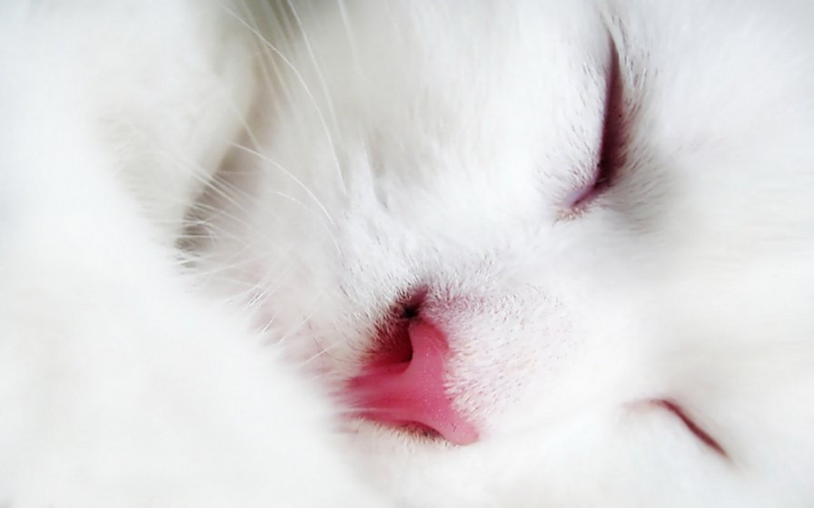 Белый котик Бантик - ко, белый, животные, бантик, котик - оригинал