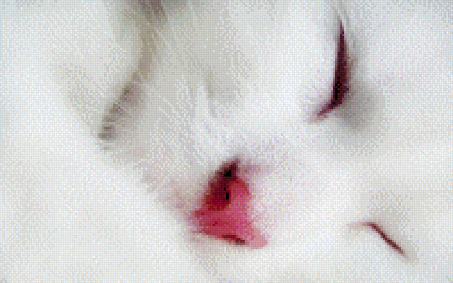 Белый котик Бантик - котик, ко, белый, бантик, животные - предпросмотр