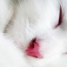 Белый котик Бантик
