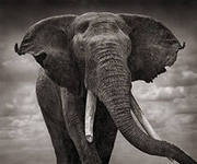 слон - животные, монохром - оригинал
