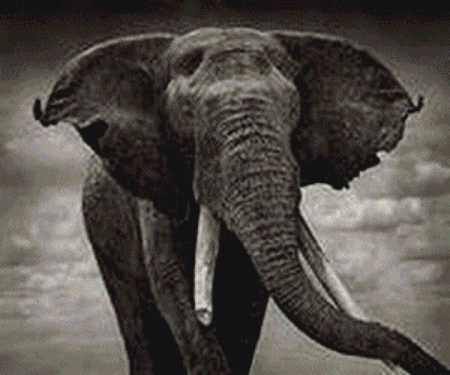 слон - монохром, животные - предпросмотр