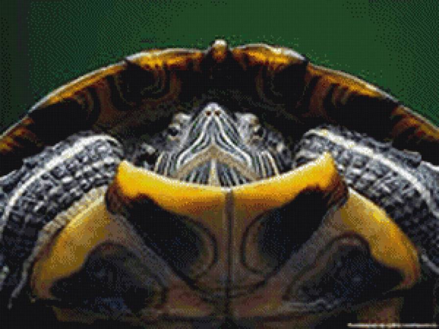 черепаха - морское - предпросмотр