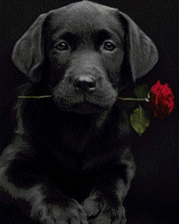Щенок на счастье. - щенок, счастье, черный, цветок, собака, роза - предпросмотр