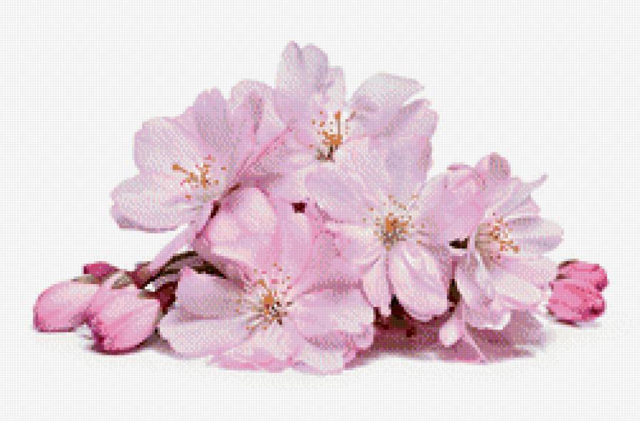 Яблоневый цвет. ( делать на черной канве ) - весна, нежность, цветы, яблоневый цвет - предпросмотр