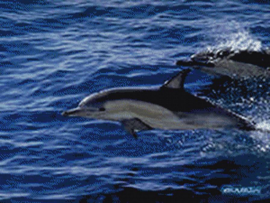 дельфин - морское - предпросмотр