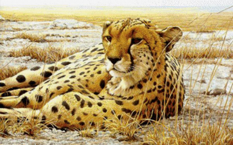 леопард на отдыхе - отдых, сафари, животные, кот, африка, кошка, леопард - предпросмотр
