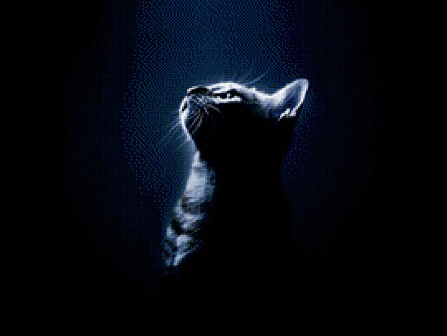 Кошка в темноте - кошка, кот, животные - предпросмотр