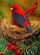 Схема вышивки «красная птица»