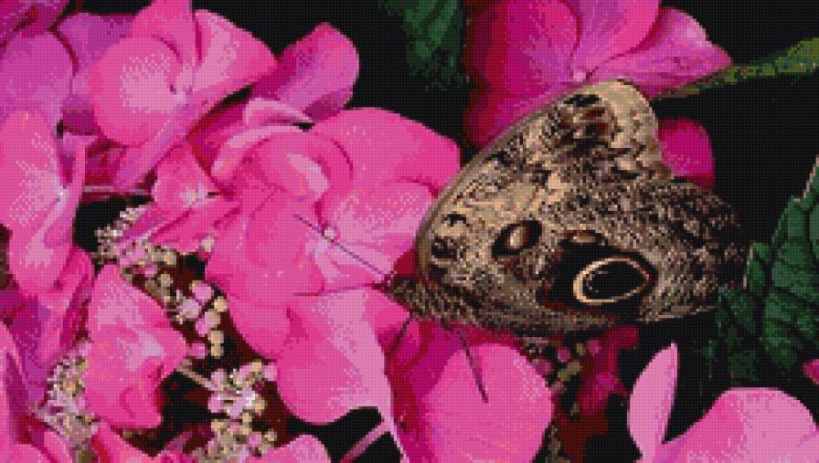 бабочка на  цветке - бабочка, цветы - предпросмотр