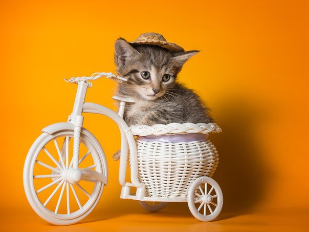 Котенок на велосипеде - котенок, велосипед, животное, шляпа, корзинка - оригинал